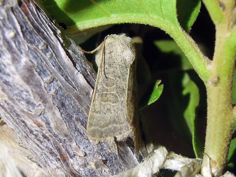 da identificare - Hoplodrina ambigua, Noctuidae